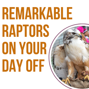 Remarkable Raptors on Your Day Off